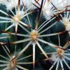 Turbinicarpus _mandragora_ ssp.beguinii _03